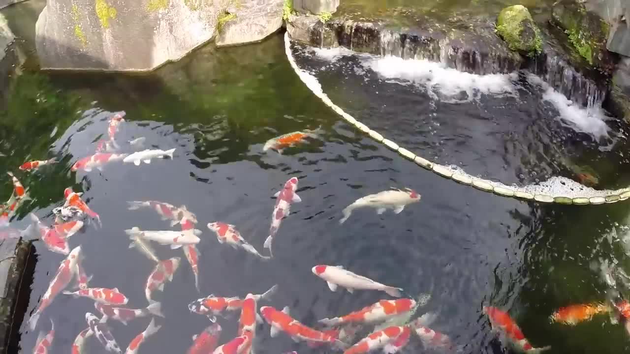 THE MOST BEAUTIFUL BACKYARD FISH PONDS IN THE WORLD