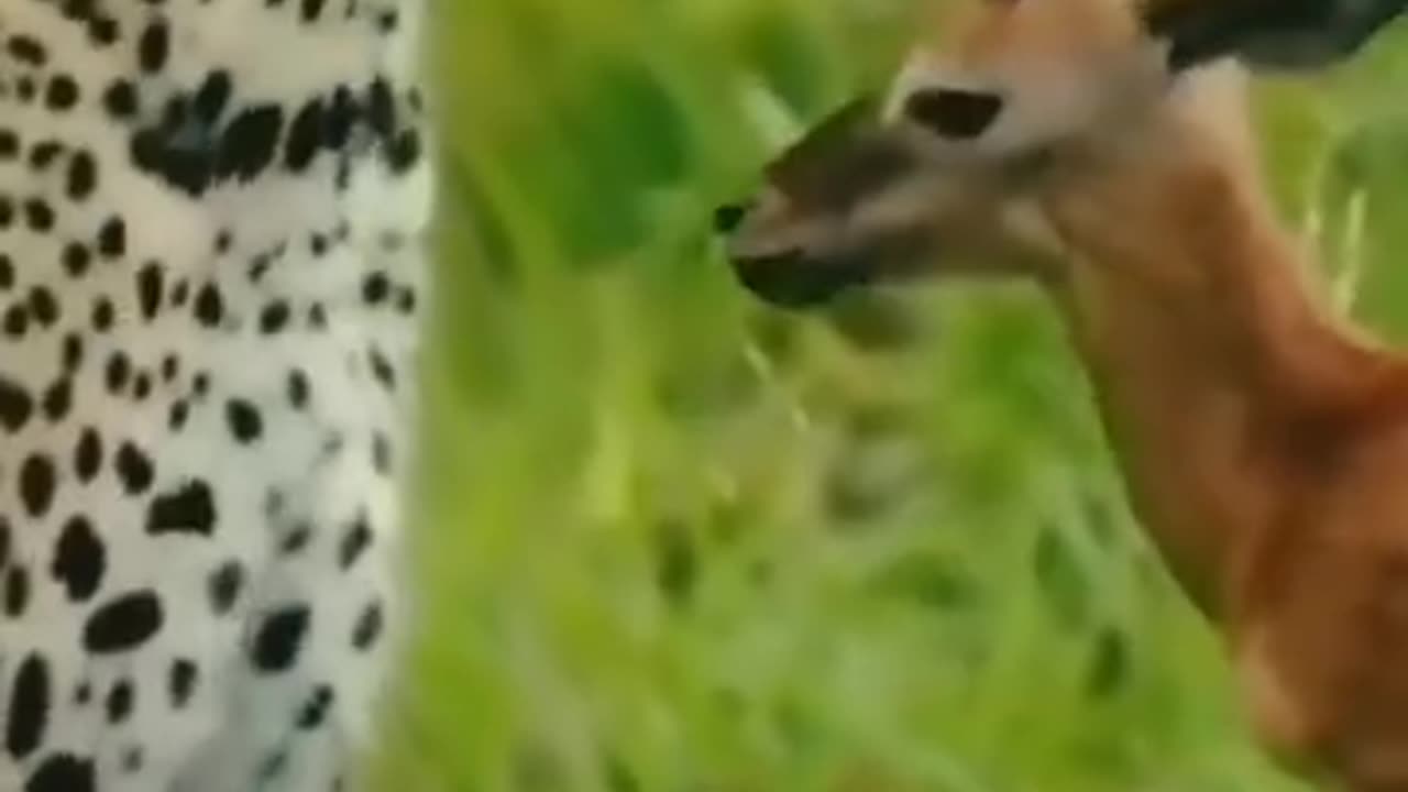 Con nuôi bất đắc dĩ.