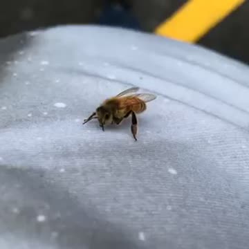Bee in the car