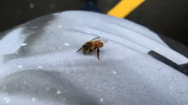 Bee in the car