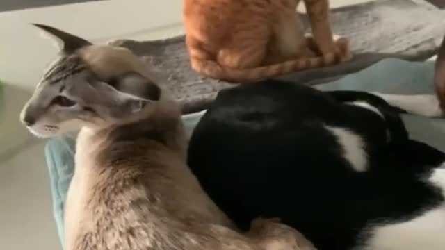 Yawning Cat When Connected to How Sleepy They're Feeling