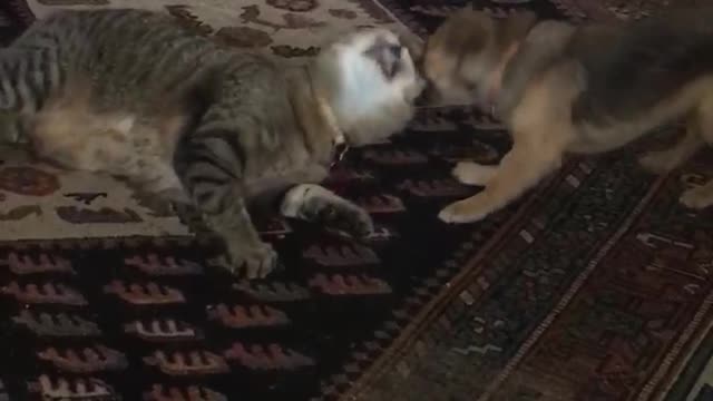 Small dog pulls on cats ears