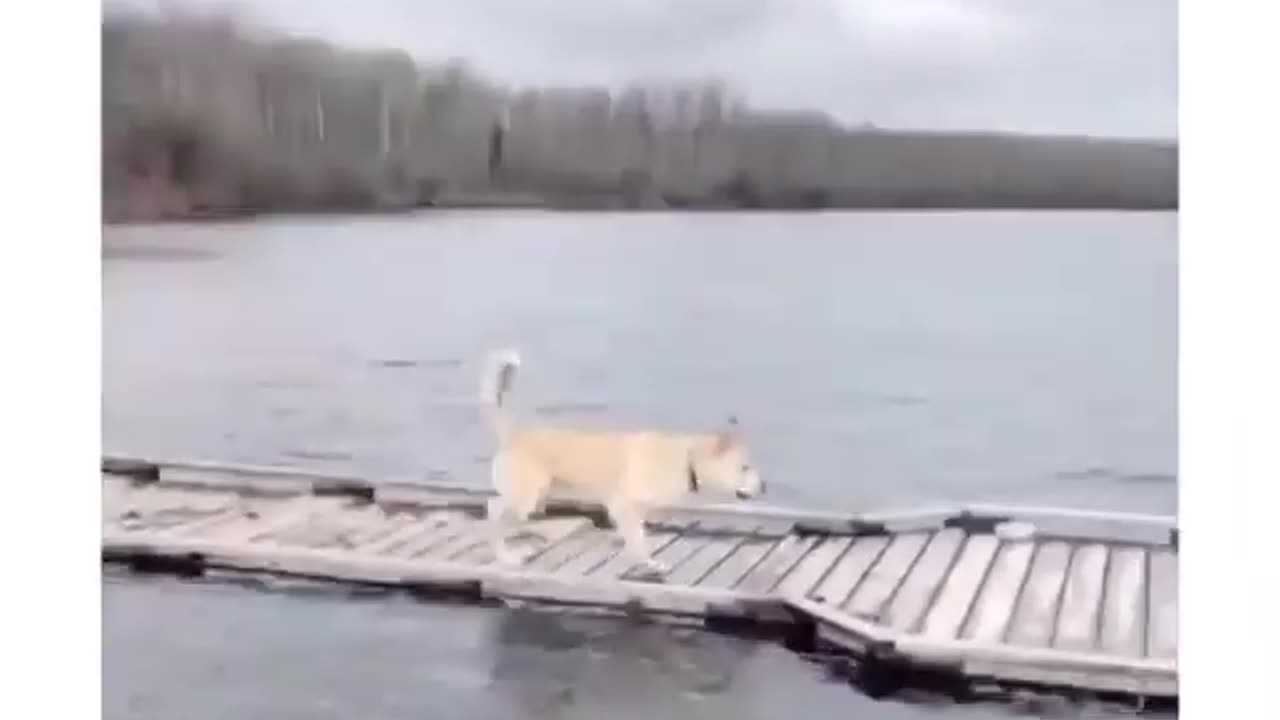 funny animal video