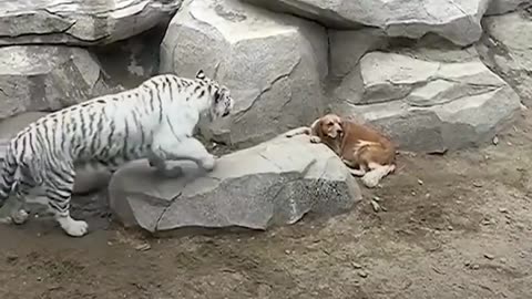 Dog & Tiger s 🐯🐅#shorts #short #animallover #viral #trending P. BHAI@FACTS