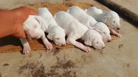 Pakisthani boli dogs babey 5 child 10 day old