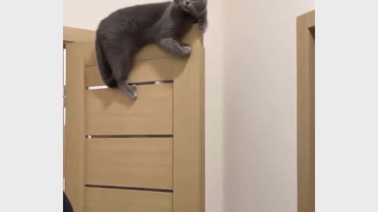 funny cat