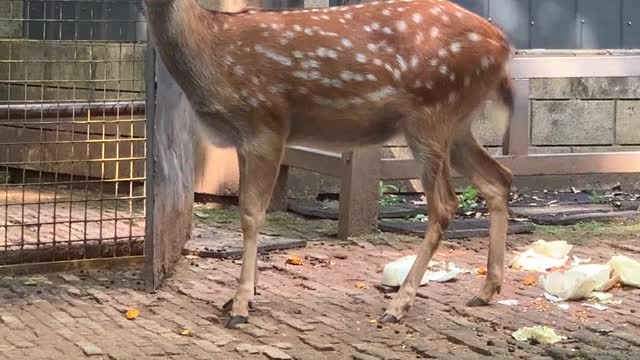 Fat Sika Deer