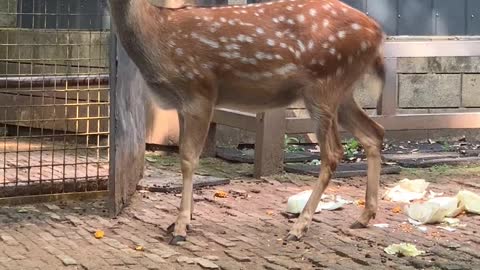 Fat Sika Deer