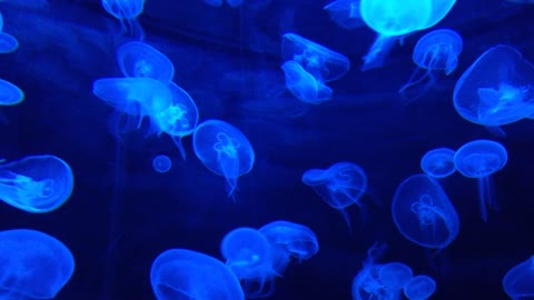 View of jellyfish