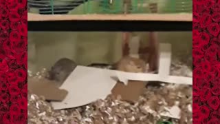 Having fin