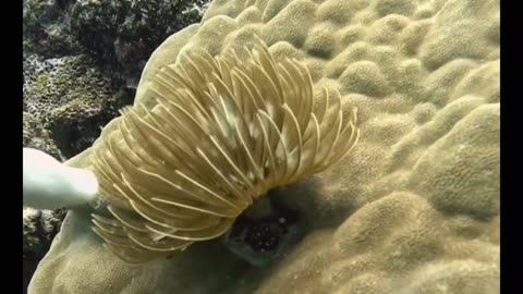 Amazing FEATHER WORM