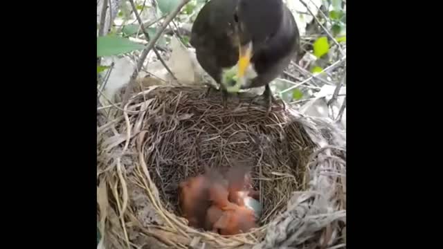 Wild Baby Birds Feeding