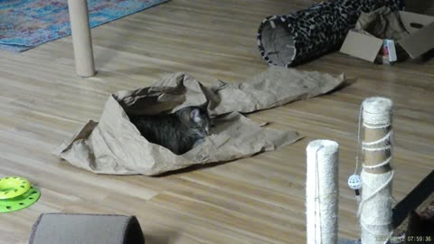 Frankie playing in brown packing paper