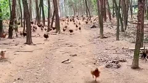 Chicken attack!!!!!