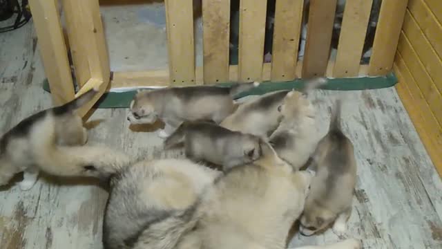 Father of puppies is helping to look after them