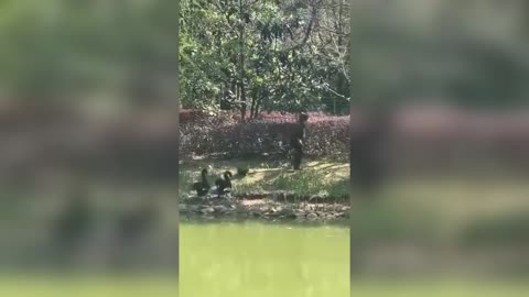 China OAP Attacks Swans With Stick And Nicks Egg