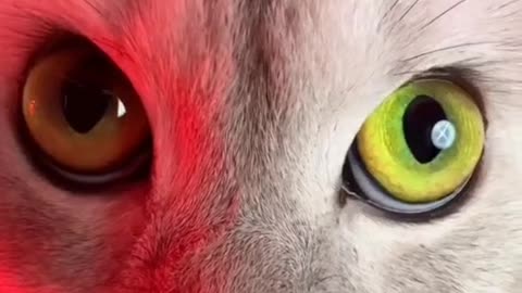 cat acting super star