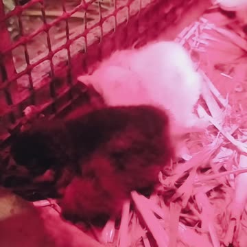 Good night sweet chickens! ♥️🐤