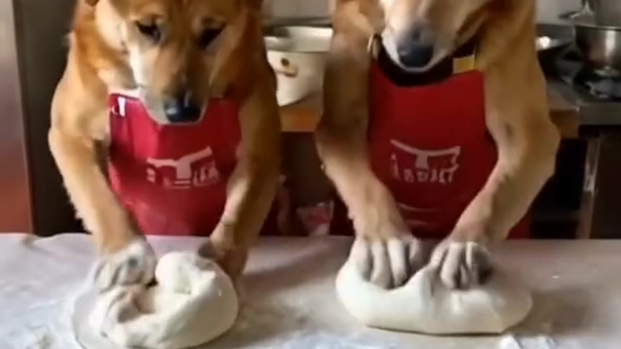 Incredible! Dogs Are Mixing Flour