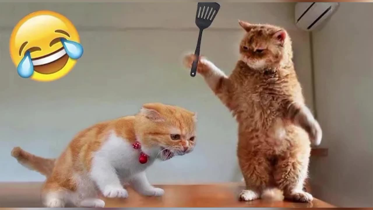 Funny Animal Videos 🤣 Funniest Cat 😺 And Dogs 🐶 2024