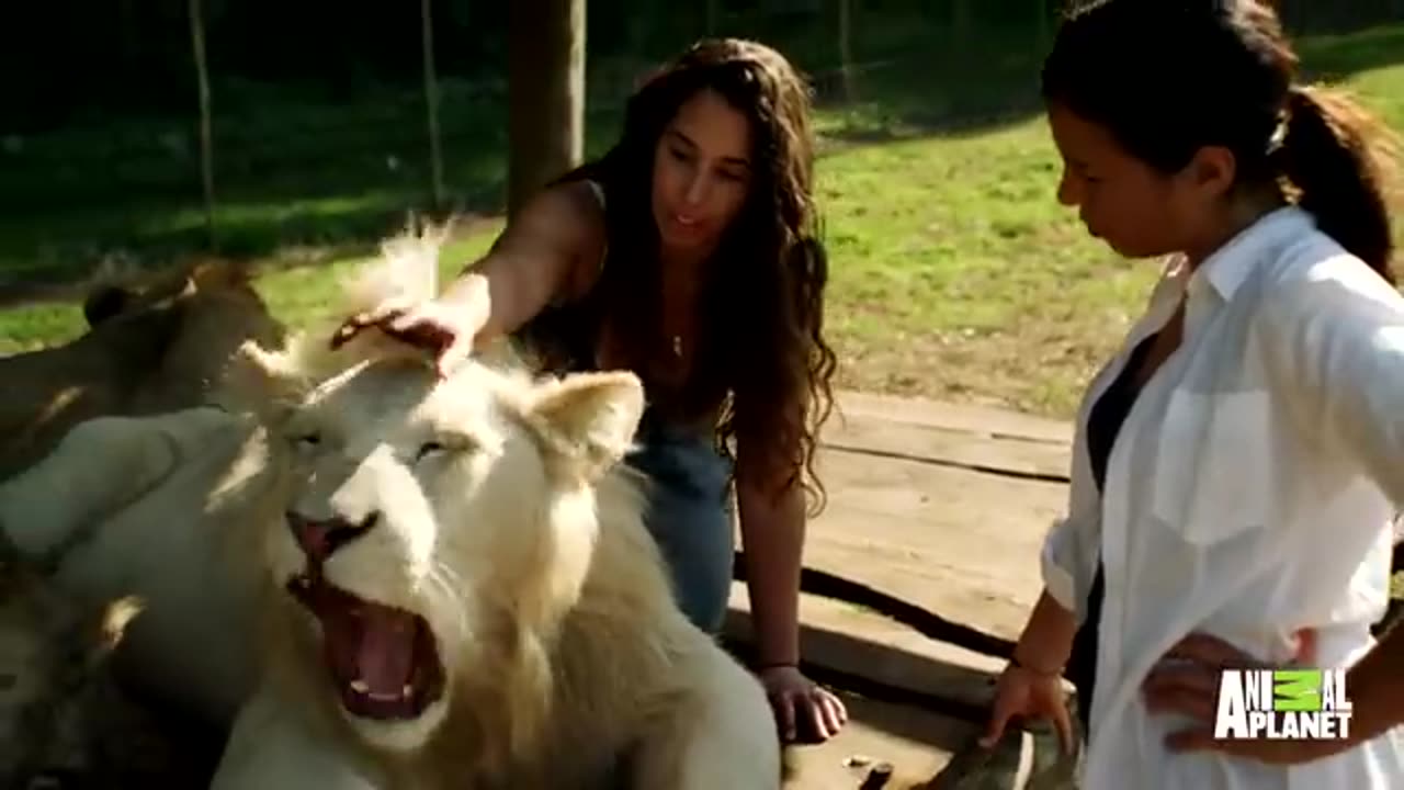 Lions Treat Woman Like the Leader of Their Pride