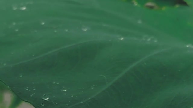 gouttes de pluie sur les feuilles