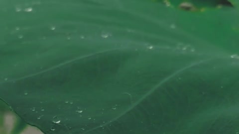 gouttes de pluie sur les feuilles