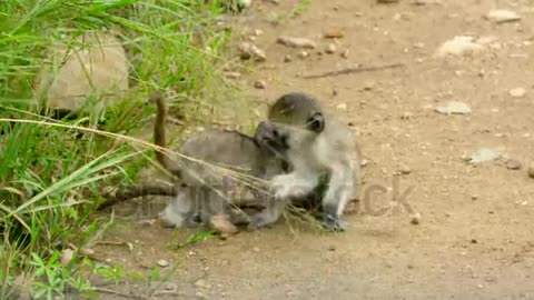 Monkey fight