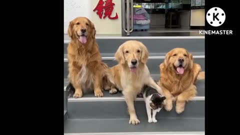 Dog and cat funny moments video shoot