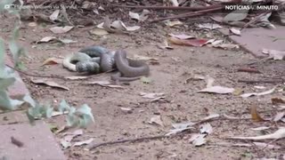 Cobras extremamente venenosas brigam entre si na Austrália