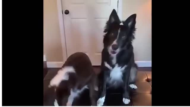 Dogs fighting to share Hearts