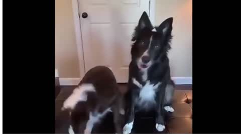 Dogs fighting to share Hearts
