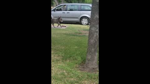 Baby donkey gets an adorable case of the zoomies