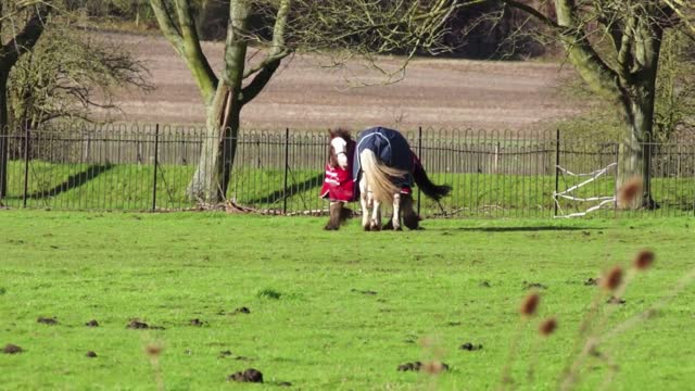 horses countryside on the ground green space