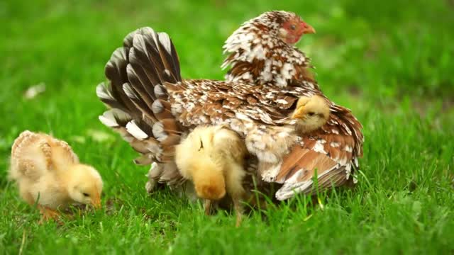 Chickens hiding under chicken mom - With great music