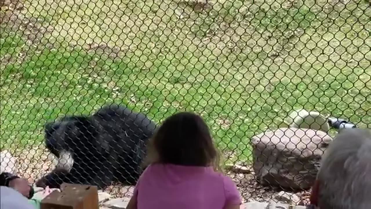 Sloth Bear Doing Tricks!