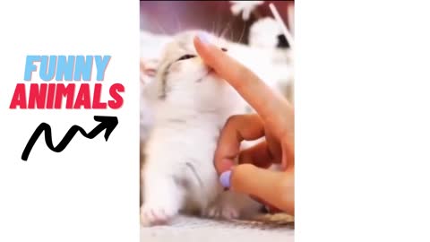 Funny animals 9