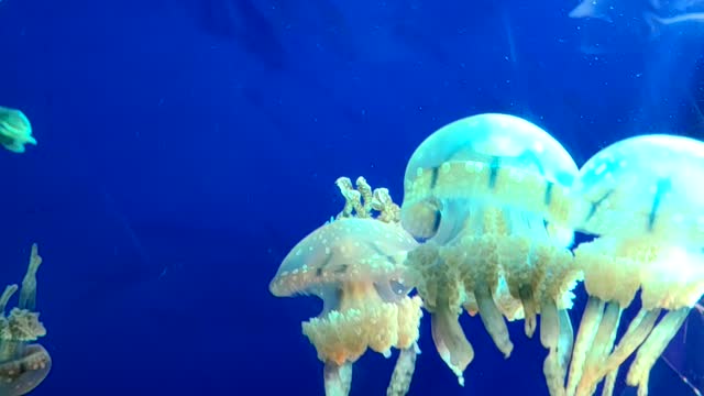 Octopus foot jellyfish in the aquarium.