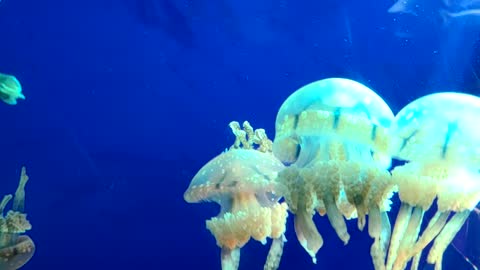 Octopus foot jellyfish in the aquarium.