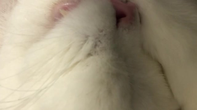 the snoring of a cat