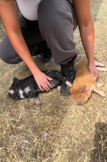 Little piglets love belly rubs