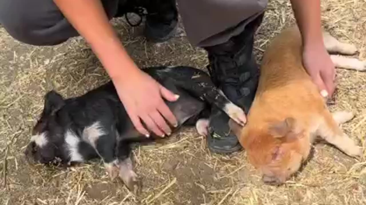 Little piglets love belly rubs