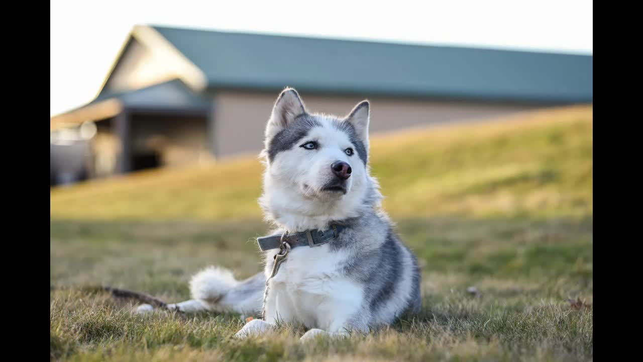 HUSKY DOG