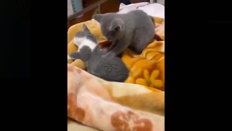 Funny Video | Cute Pets.