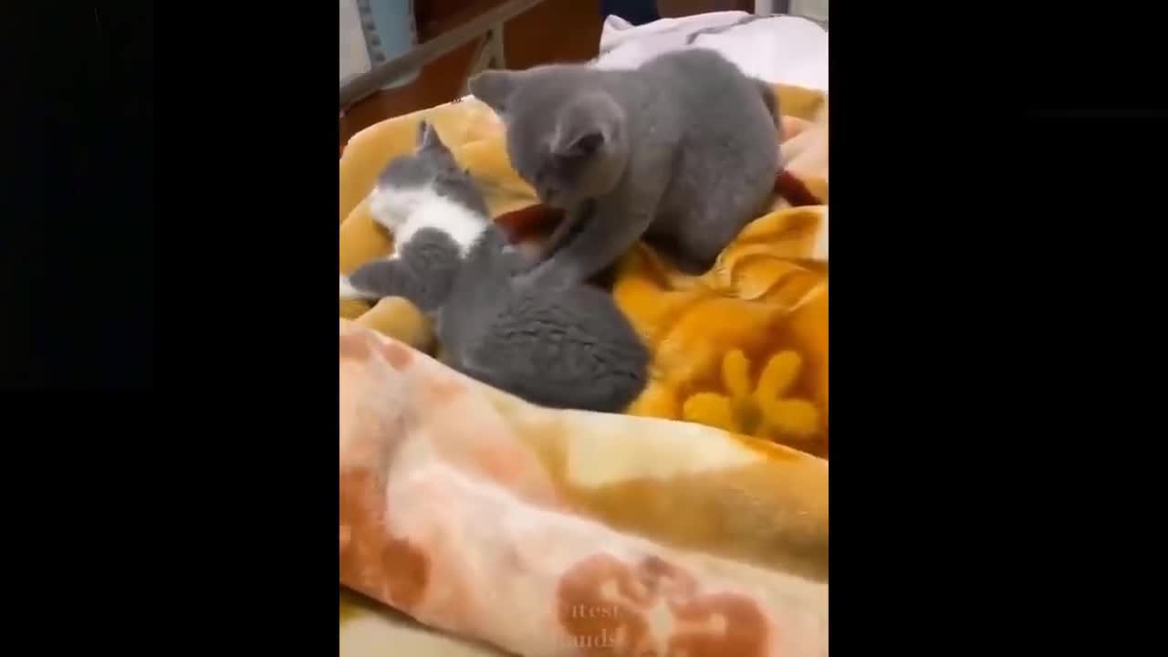 Funny Video | Cute Pets.