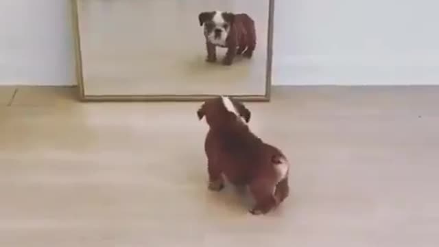 First time the dog see him self in a mirror