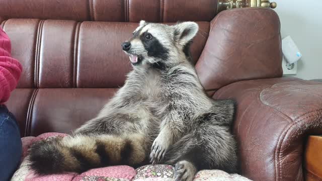 Raccoon eats fruit from his mother like a baby bird.