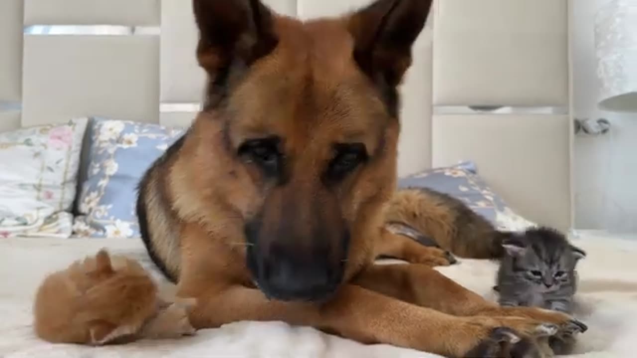 A German Shepherd is a Kitten's Best Friend