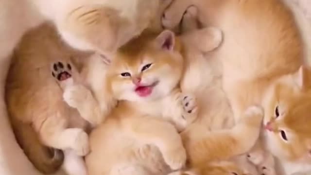 Welcome to a new batch of babies