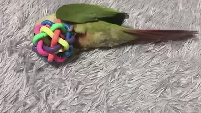 Hi, my name is dong-dong.(Parrot) (Pet) (Comure)